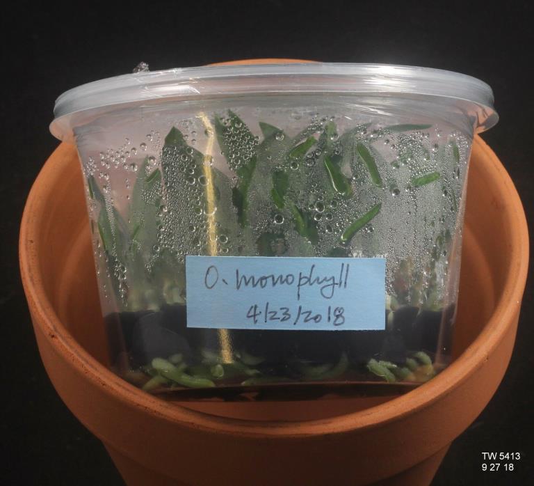 ORCHID FLASK: Oeceoclades monophylla