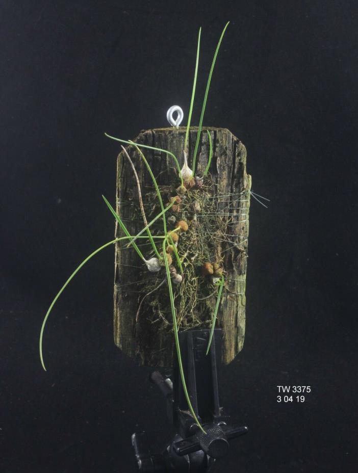 Bulbophylum leandrianum