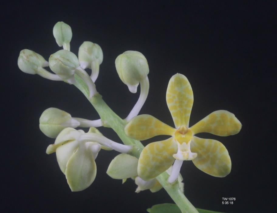 Staurochilus luchuensis fma. flava