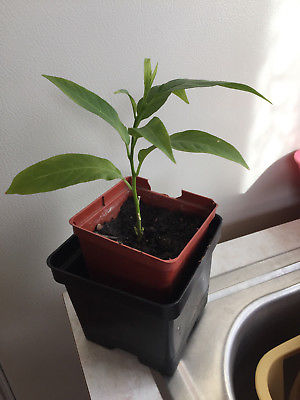 This is a very fragrant Night jasmine seedling