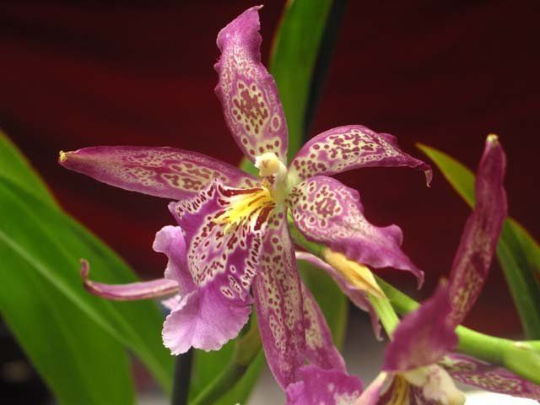 Bllra. Marfitch 'Howard's Dream' AM/AOS orchid in spike now