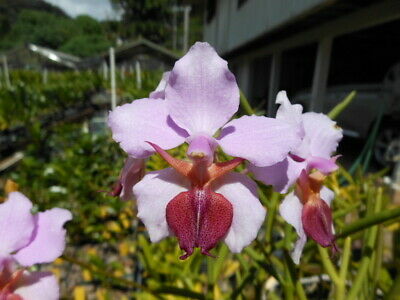 BIN-Vanda tricuspidata -Hard to Find terete! Limited Stock! Collector's Item!