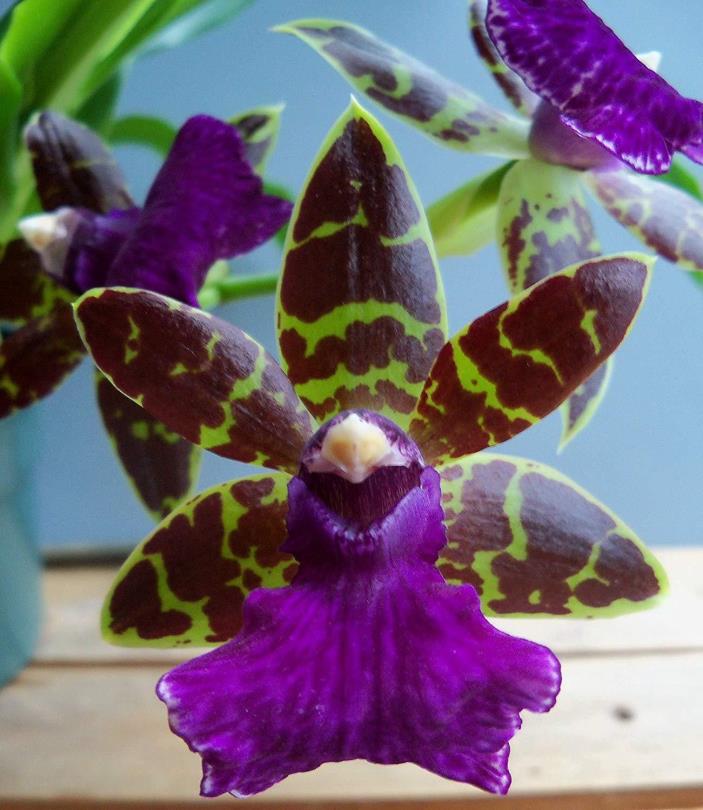 Fragrant Zygopetalum Advance Australia orchid two spikes