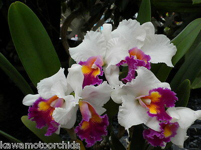 BIN-Blc.Varut Rittinum 'Vejvarut' NEW!  Blooming size! Must SEE! Hard to Find!