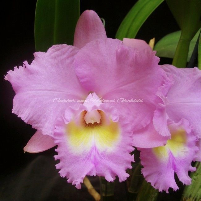 Cattleya Orchid - BC. RASPBERRY PARFAIT ‘LORRAINE MCLELLAN’