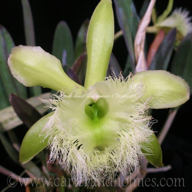 Cattleya Orchid - BRASSAVOLA DIGBYANA 'CRESTWOOD EMERALD' X BRASSAVOLA DIGBYANA