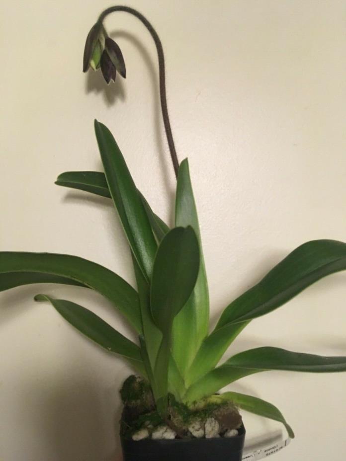 Paphiopedilum haynaldianum Paph Orchid In Spike Species orchid