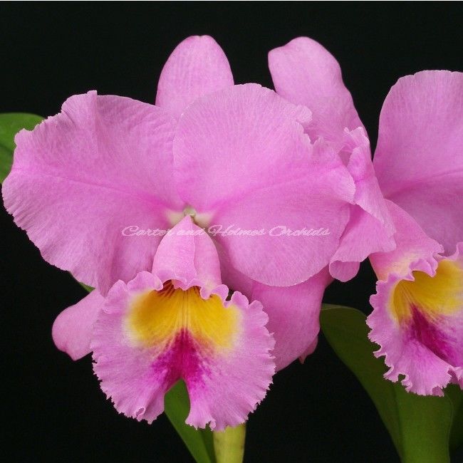 Cattleya Orchid - BLC. SPRING DAWN ‘TOP ROW’