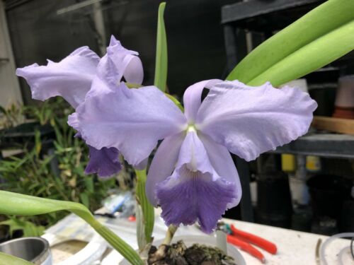 Lc. Floralia’s Azul ‘Sandra’ X C. warneri ‘do Suzuki’ Cattleya Orchid Rare