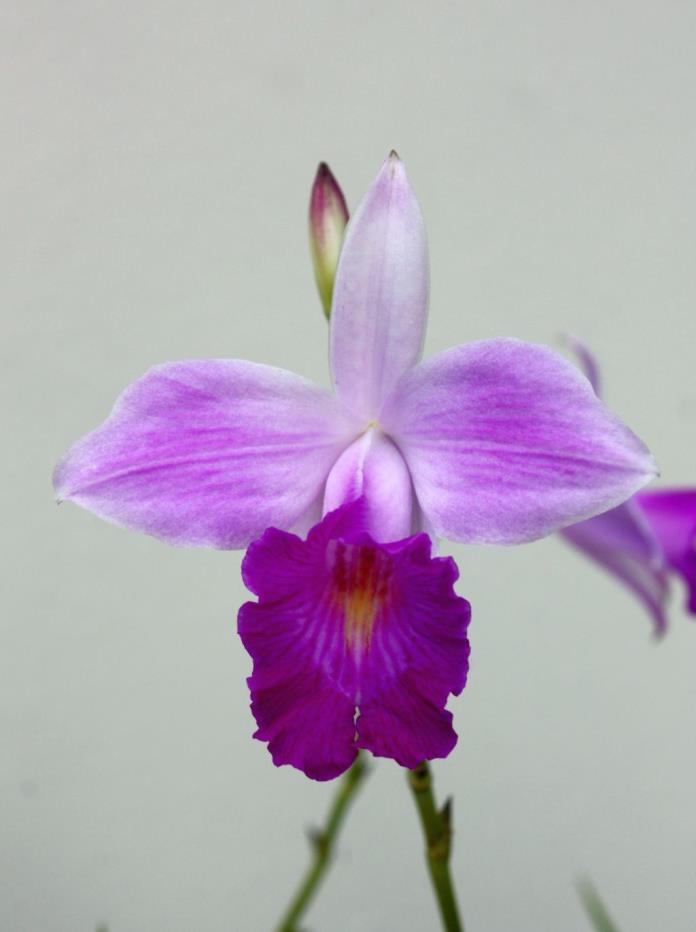 Orchid planrs Arundina Graminifolia (Bambucifolia) species