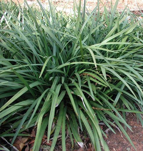 Liriope muscari 'Emerald Goddess' (P.P. 15471) 6 Plants in 3-1/2 inch Pots