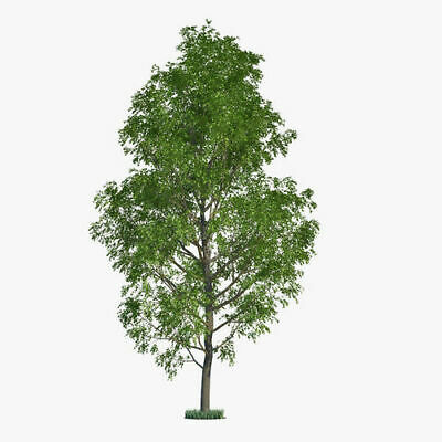 10 Hybrid Poplar Tree Cuttings - Fast Growing Shade or Privacy Trees - 10 Trees