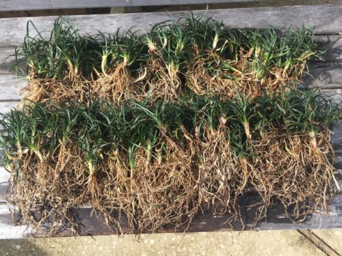 DWARF MONDO GRASS ( Ophiopogon) Bare Root Plants - 175 (+) Plants