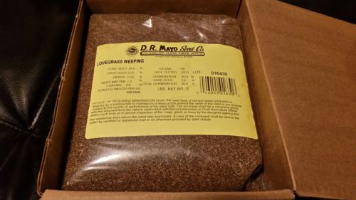 Weeping Lovegrass Seed - 5 Lbs.
