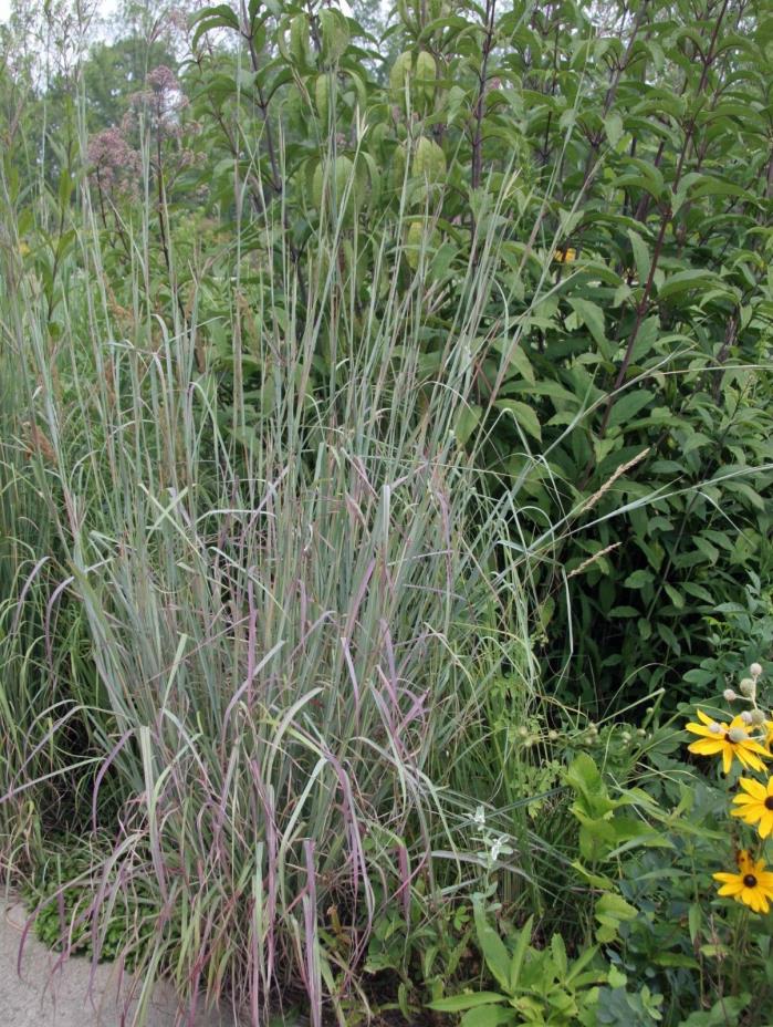 300 Ornamental BIG BLUESTEM GRASS Beardgrass Seeds USA seller