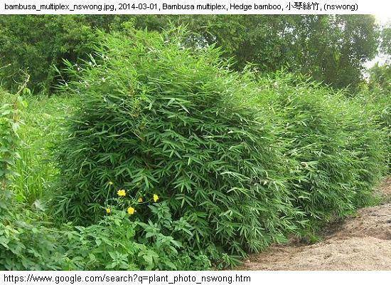 4 Plants - Fernleaf Bamboo/Bambusa - Highly Prized Sound Blocking Hedge   g