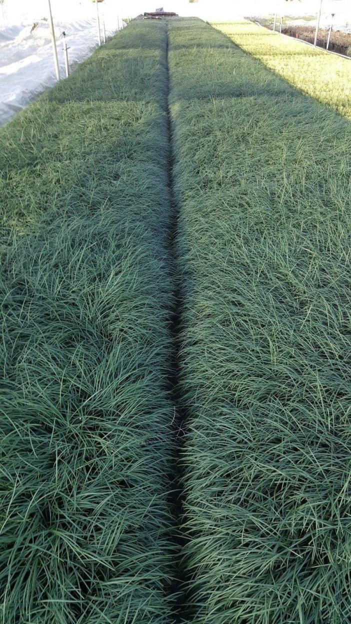 Standard MONDO GRASS ~  400 Bare-Root Starts ~ Green Border Plant ~ Ground cover