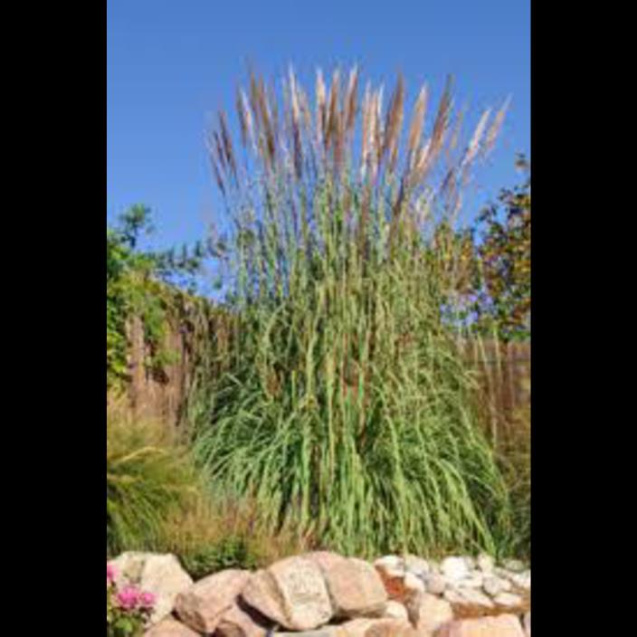 Hardy Pampa-Ravenna-Ornamental Grass-10' mature, showy plumes in fall, 1 qt. pot