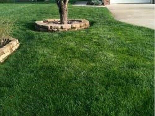 25 LBS LINN PERENNIAL RYEGRASS SEED For Lawns & Pastures Very Hardy Fast Growing
