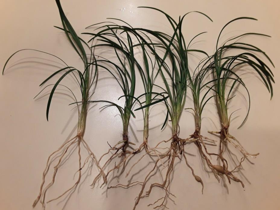Standard  Mondo  Grass 25 Bare Root  Plants Free Shipping