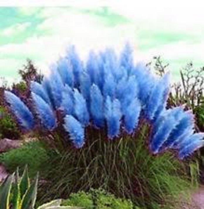 Blue Pampas ornamental grass seeds Cortaderia selloana 4210 from USA