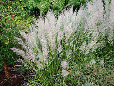 Feather Reed Grass - Calamagrostis brachytricha - 4