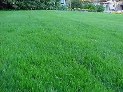 10 Lbs BOREAL CREEPING RED FESCUE GRASS SEED Shade Tolerant Fine Textured Grass