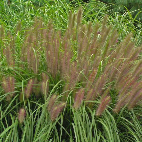 Red Head Fountain Grass, Pennisetum alopecuroides 'Red Head', One Gallon Pot