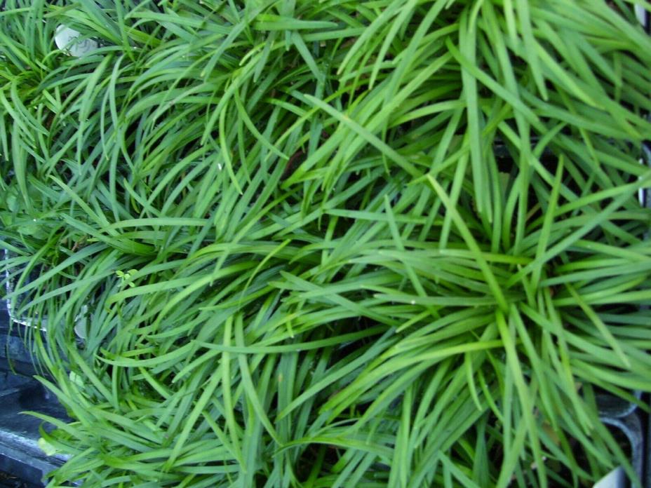 Mondo Grass / Long Thin Leaves/25 Well Rooted Starter Plants