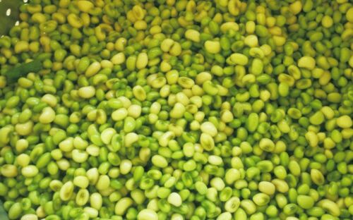 50+ white acre peas seed pack organic no gmo