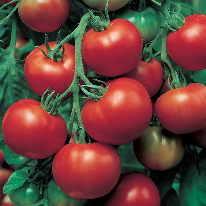 Tomato Sioux seeds, 20 seeds, non-gmo Heirloom