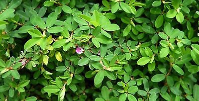 5 LBS KOREAN LESPEDEZA SEED CATTLE,GOATS,HORSE,DEER,TURKEY, PASTURE,FOOD PLOT