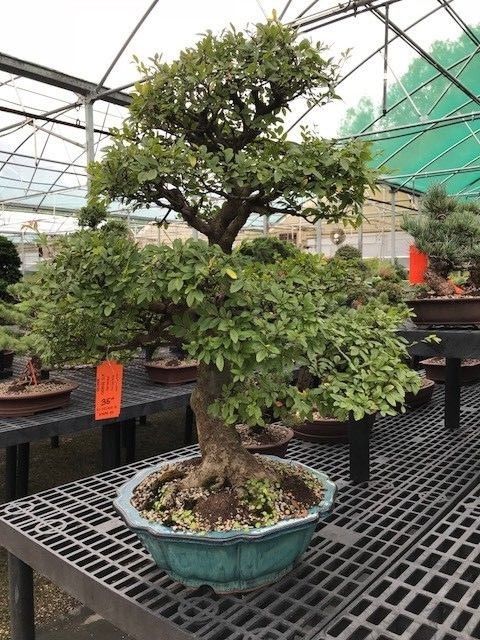 Brussel's Bonsai Specimen Chinese Elm Bonsai Tree 35