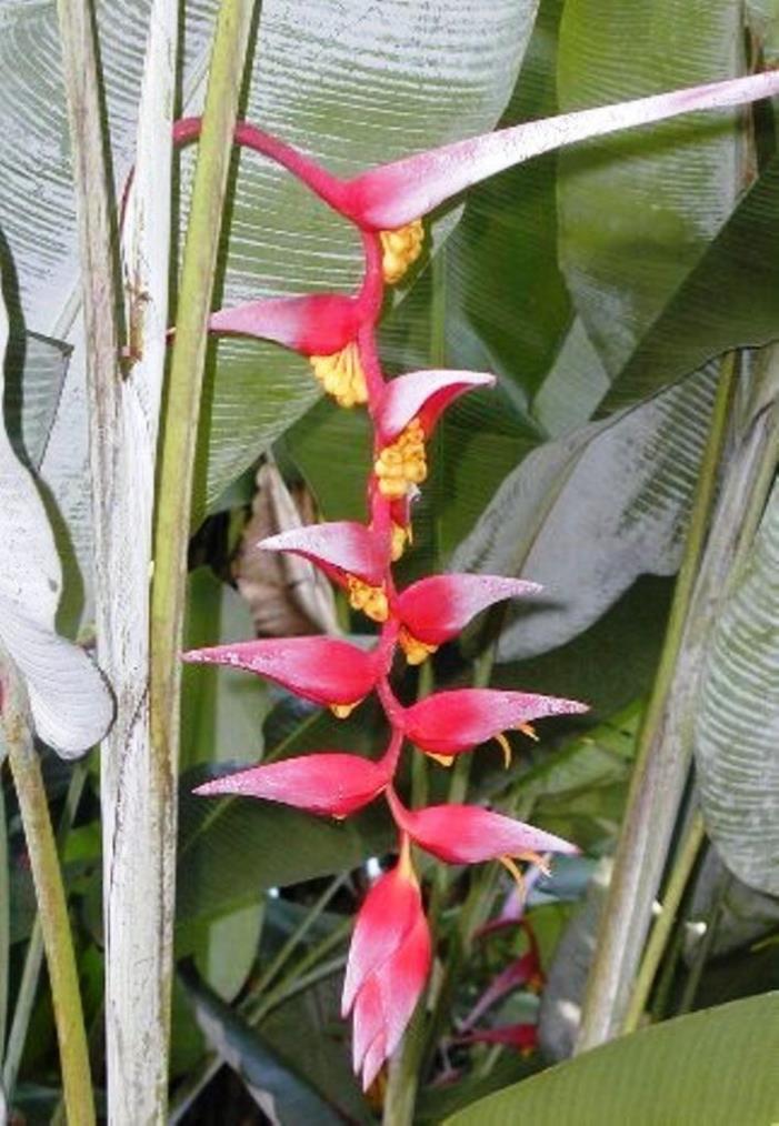 HELICONIA COLLINSIANA LIVE RHIZOME  exoticTROPICAL plant