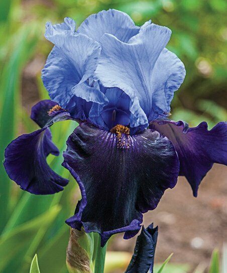 1 Tall Bearded Iris 