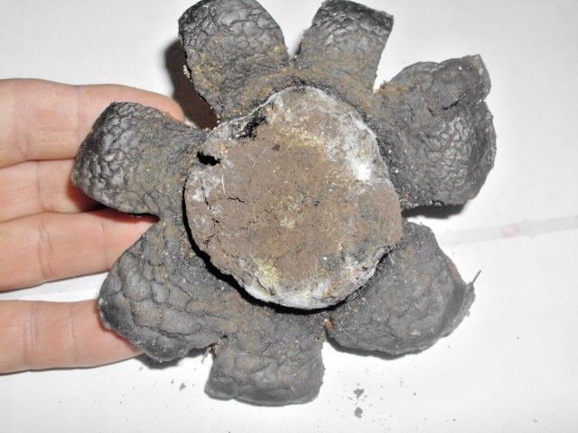 COLLARED EARTHSTAR MUSHROOM SPORES -  Geastrum triplex
