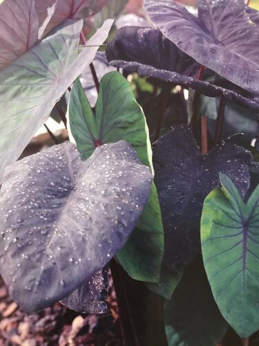 Elephant Ear Black Magic One Bulb Large Dark Green Purple Leaves