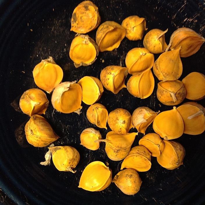 65 Elephant Garlic Corms (korms/seeds) Organically grown - Harvested July 2018