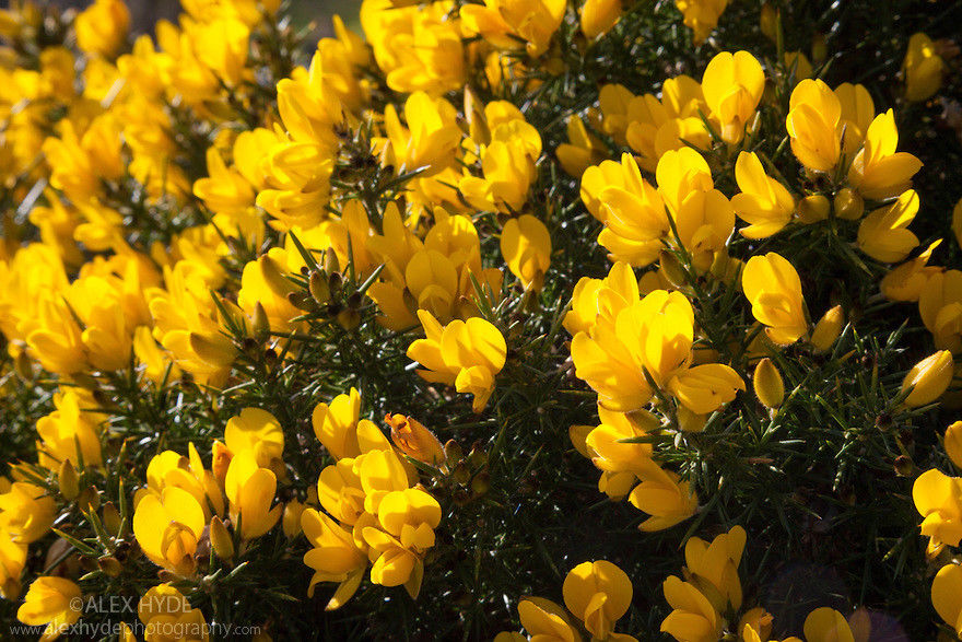 GORSE Ulex Europaeus 30+ SEEDS