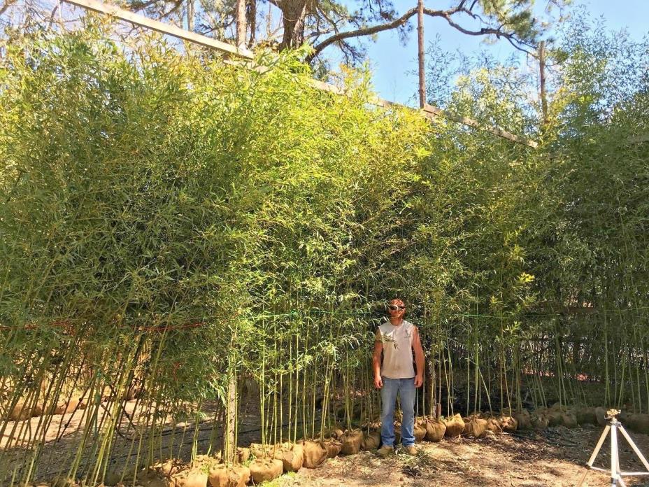 INSTANT PRIVACY HEDGE: 100 LIVE BAMBOO PLANT CLUSTERS 17' TALL -FENCE -WHOLESALE