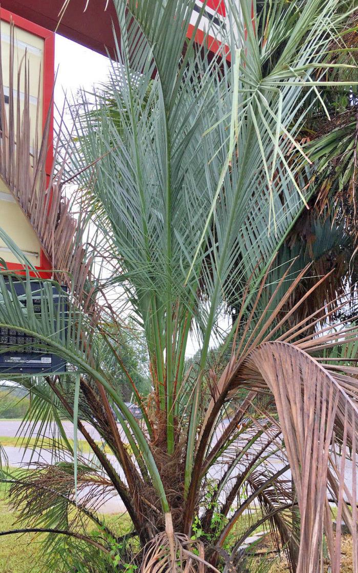 Butia odorata (capitata) var. strictor - 20 seeds - cold hardy palm