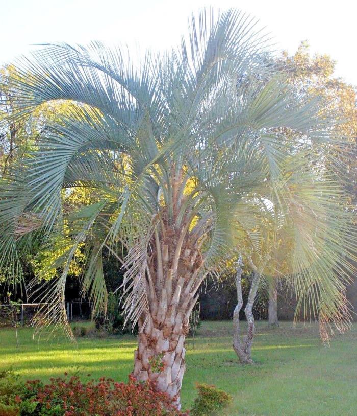 Butia odorata (capitata) - 25 Seeds - Blue Form - 2018 harvest - Cold hardy palm