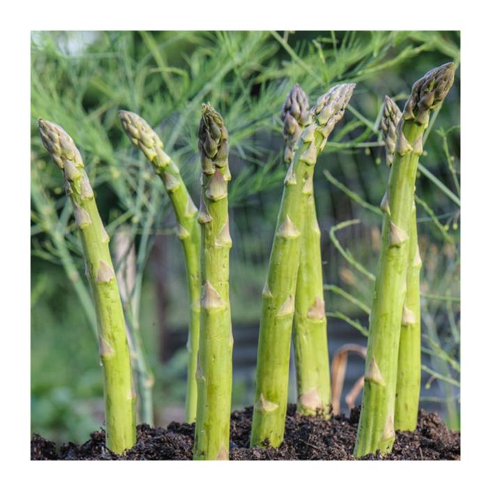 Asparagus Crowns - Bare Root - Purple Passion, Greenox or Sequoia 25 count