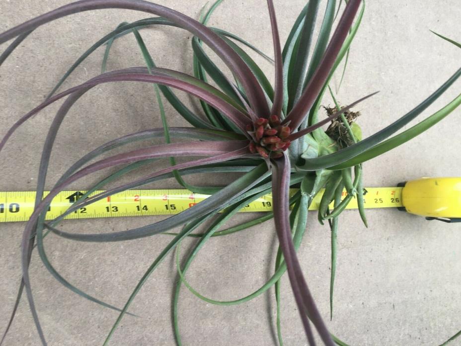RARE Tillandsia Bromeliad air plant BUD FLOWERING orchid moss Epiphytic Epiphyte