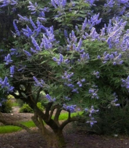 LILAC CHASTE TREE Vitex Agnus castus 10 Fresh Seeds lilac purple flowers