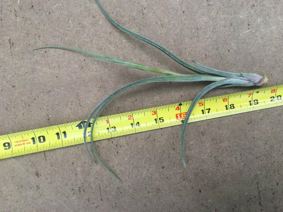 Tillandsia Bromeliad air plant BUD FLOWERING RARE orchid moss Epiphytic Epiphyte