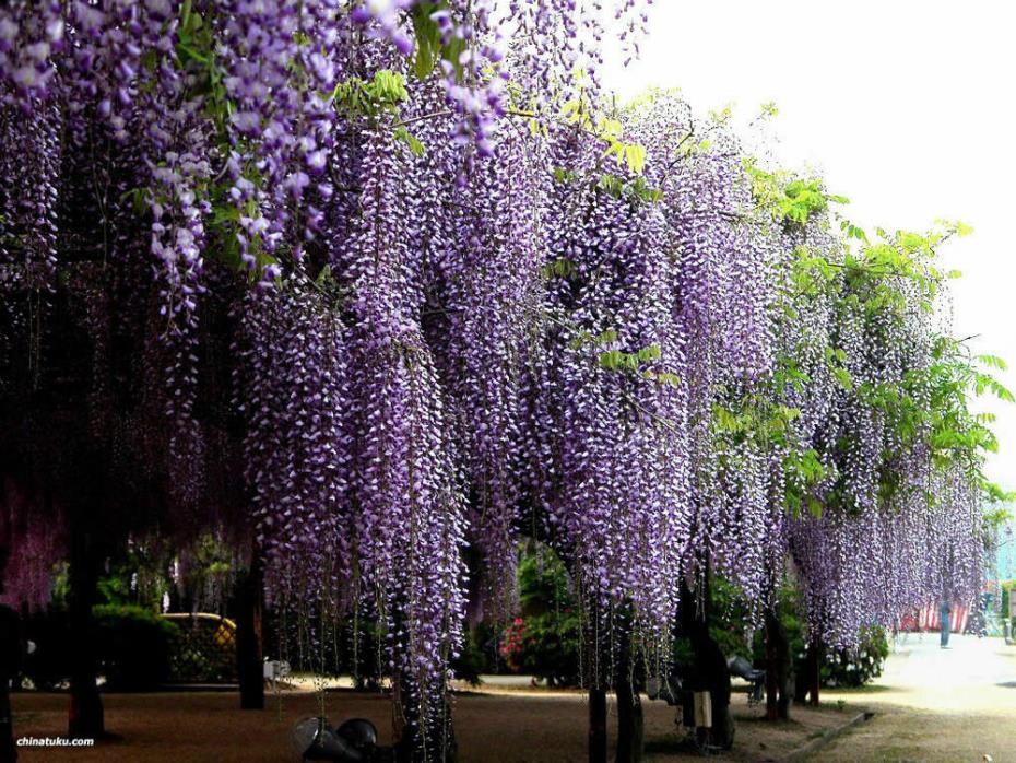 2 LIVE- CHINESE BLUE WISTERIA Wisteria Sinensis Starter Plants