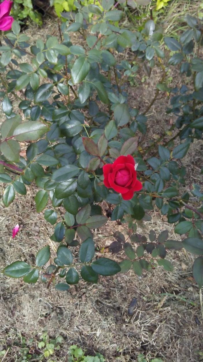 Knock Out Red Rose Bush - Everblooming and Disease Resistant - comes in 4