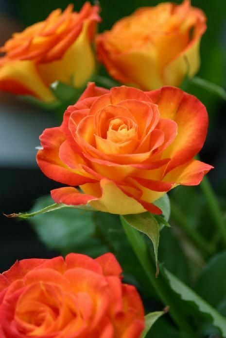 Peace Rose Live Plants (Orange and yellow flower)