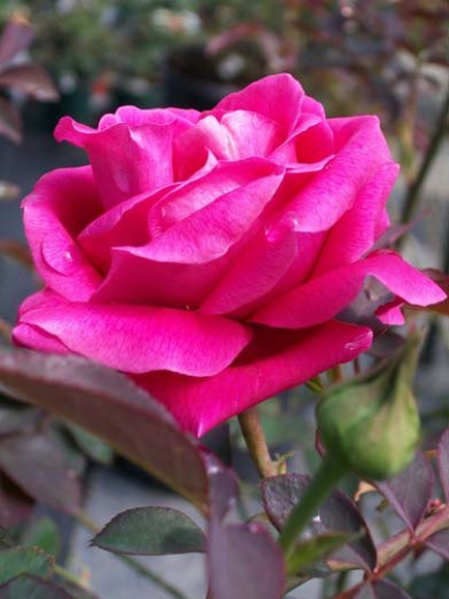 PINK Don Juan Climbing Rose 1 Gal Upright Plant Disease Resistant Fragrant Roses